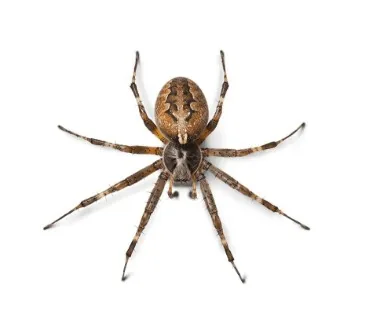 Foto de Aranhas (Ordem Araneae)