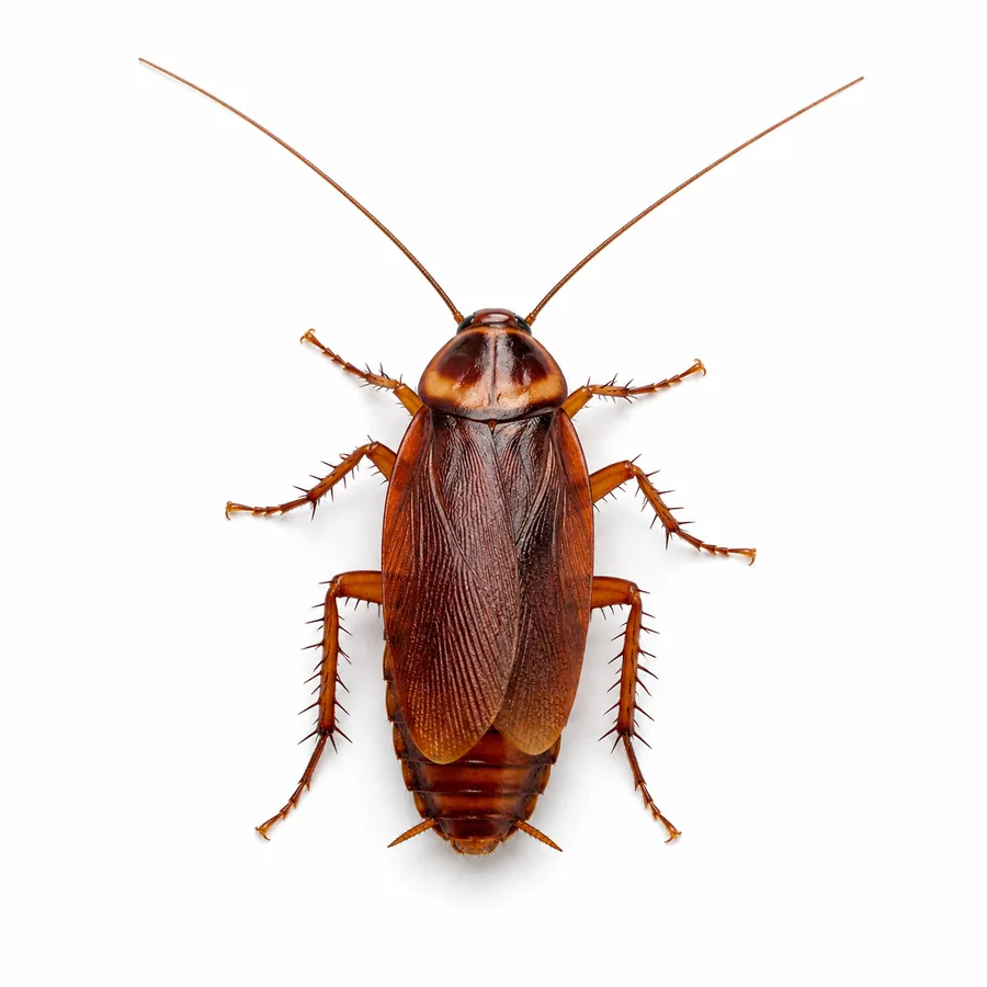Foto de Baratas (Ordem Blattodea)
