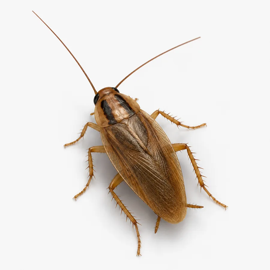 Foto de Barata-alemã (Blattella germanica)