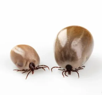 Foto de Carrapatos (Família Ixodidae)