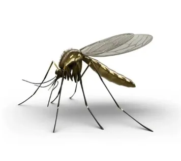 Foto de Mosquitos (Família Culicidae)