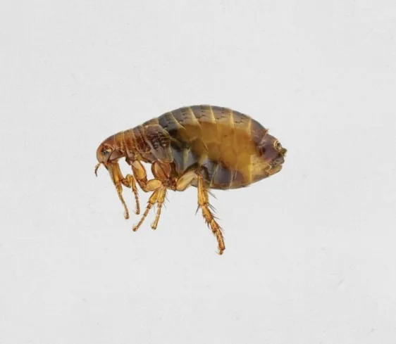 Foto de Pulgas (Ctenocephalides felis)